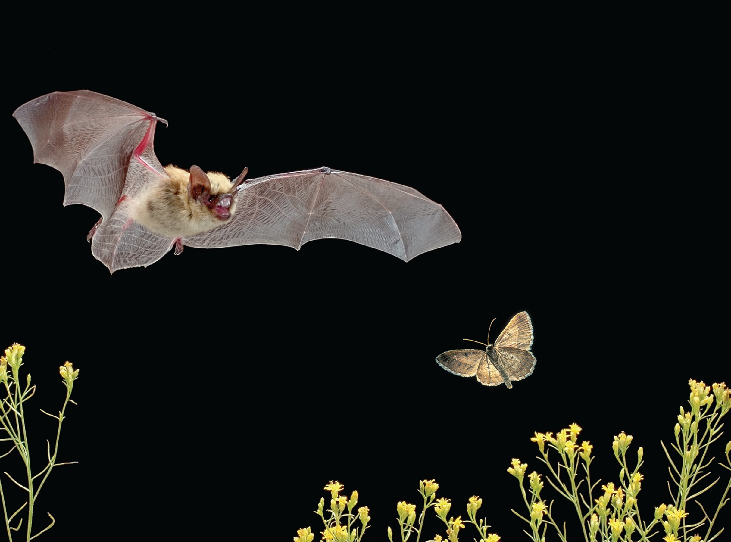 Летучие мыши, такие как западный нетопырь (Pipistrellus hesperus), могут играть существенную роль в борьбе с вредными насекомыми